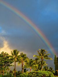 Low angle view of palm trees against rainbow in sky
