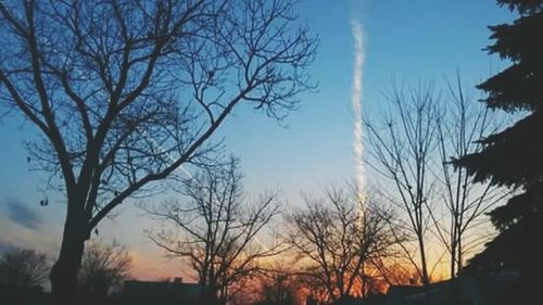 Silhouette of bare trees at sunset