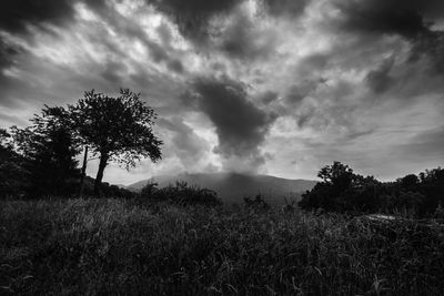 Trees on field against storm clouds