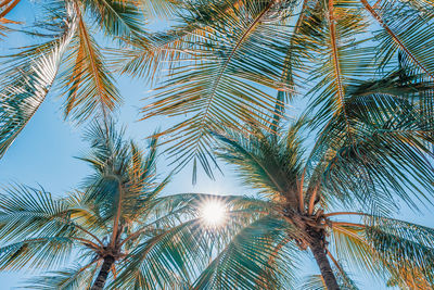 Low angle view of palm trees against clear sky