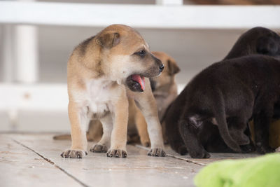 Dogs sitting on floor