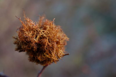 Close-up of dried plant