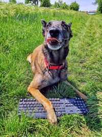 Portrait of dog on field