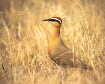 Close-up of bird perching on grass