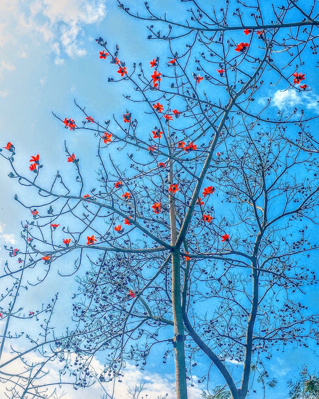 branch, tree, low angle view, nature, sky, day, outdoors, no people, beauty in nature, growth, red, bare tree, freshness