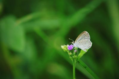 Close-up of butterfly on plant