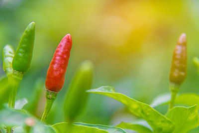 Close-up of fresh green plant