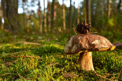 Close-up of mushroom growing on field