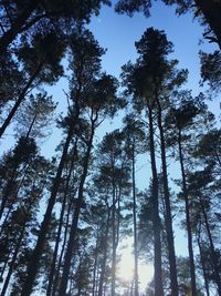 Low angle view of trees against sky