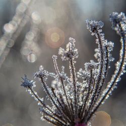 Close-up of frozen plant