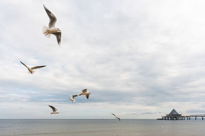 Seagulls flying over sea against sky