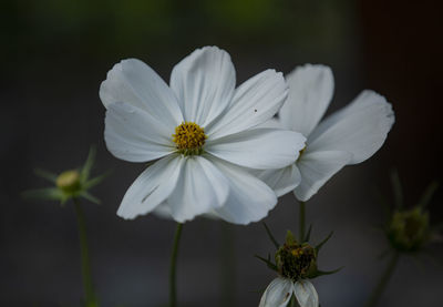 Close-up of white cosmos flower