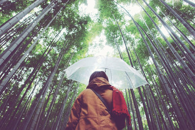 Low angle view of woman with umbrella standing in bamboo forest