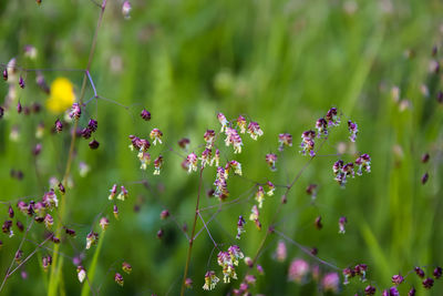 Close-up of purple flowering plants