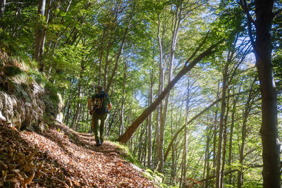 Man standing by trees in forest