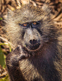 Close-up of monkey