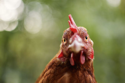 Portrait of curious hen looking at camera. selective focus against green natur for copy space. 