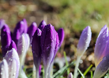 Close-up of wet purple crocus flower