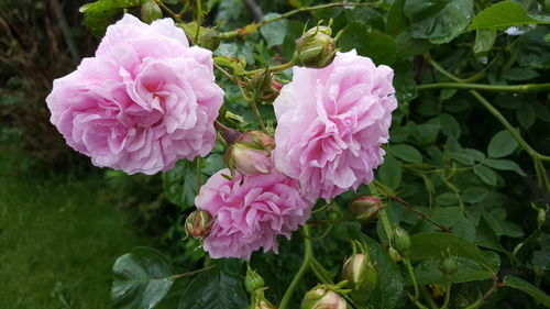 Close-up of pink flower