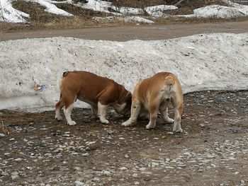 Horses standing on field