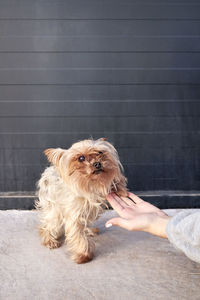 Little yorkshire girl shaking hands with her owner