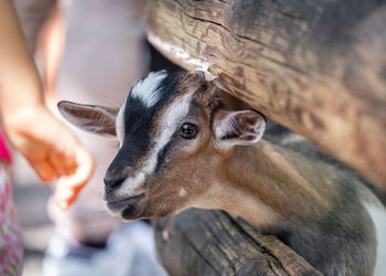 Goat at the zoo