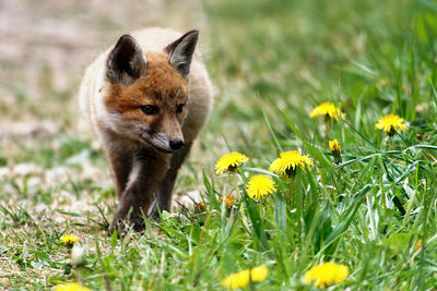 View of cat on grassy field