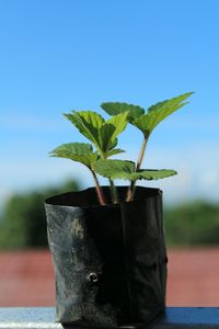 Close-up of potted plant against sky