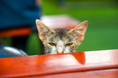 Portrait of cat by table