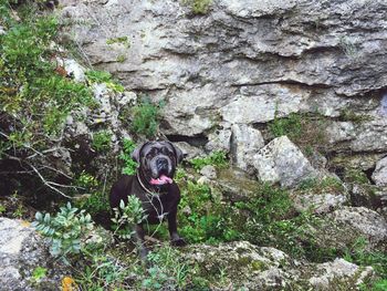 Portrait of dog standing on rock
