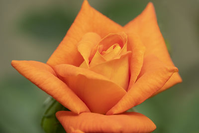 Close-up of orange rose