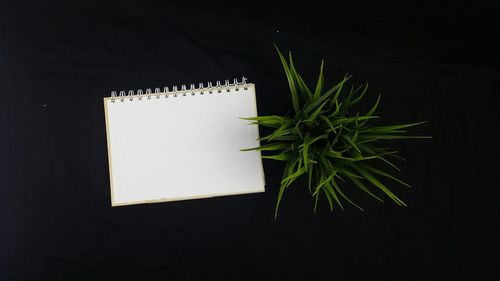 High angle view of paper plant against black background