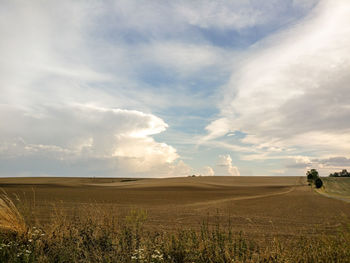 Scenic view of agricultural field against sky