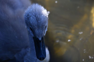 High angle view of bird swimming in lake