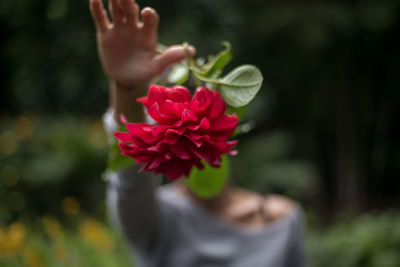 Close-up of hand holding pink flower