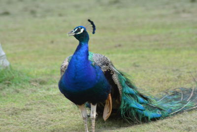 Peacock on field