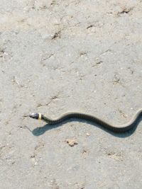 High angle view of lizard