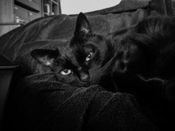 Close-up portrait of cat sitting at home