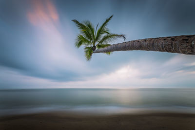 Close-up of palm tree by sea against sky