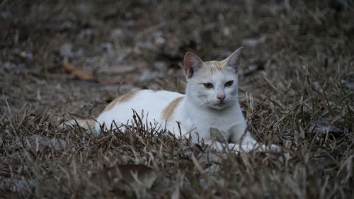 Portrait of a cat on field