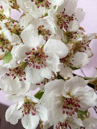 Close-up of white flowers blooming on tree