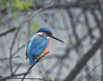 Bird perching on branch