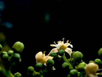 Close-up of white flowering plant