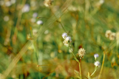 Close-up of white flowering plant on land