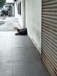 Cat sitting on floor