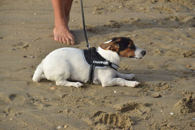 Low section of person with dog on beach