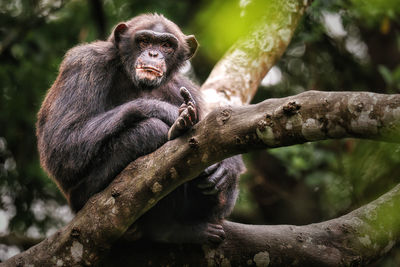 Close-up of monkey