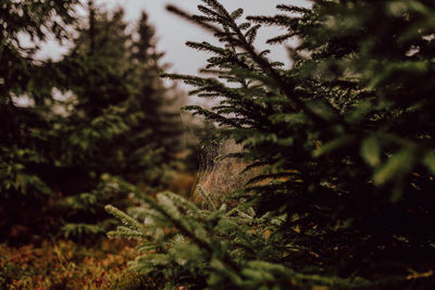 Close-up of pine tree