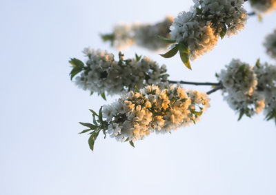 White cherry blossoms in spring park. beautiful nature background. springtime in countryside.