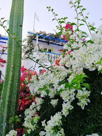 Low angle view of flowering plant against building